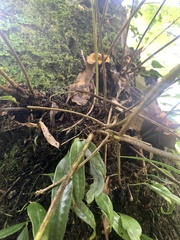 Pyrrosia polydactylos