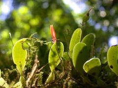 Bulbophyllum albociliatum