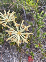Petrophile recurva
