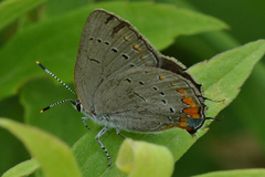 Satyrium acadica