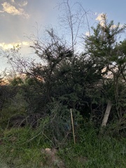 Vachellia schaffneri