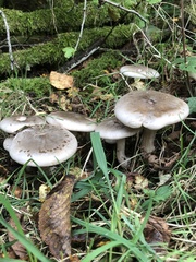 Clitocybe nebularis
