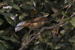 Acrocephalus scirpaceus