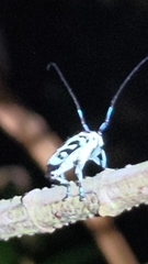 Paraglenea swinhoei