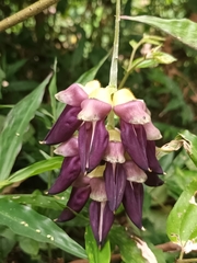 Mucuna pruriens