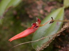 Bulbophyllum albociliatum