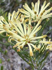 Petrophile recurva