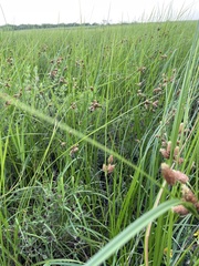 Bolboschoenus robustus