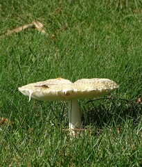 Saproamanita thiersii