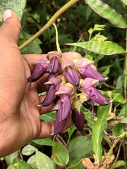 Mucuna pruriens
