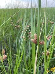 Bolboschoenus robustus