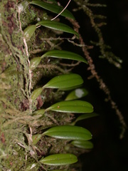 Bulbophyllum albociliatum