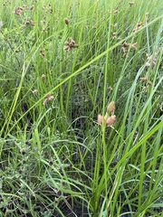 Bolboschoenus robustus