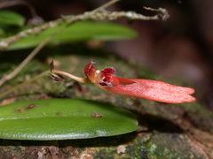 Bulbophyllum albociliatum
