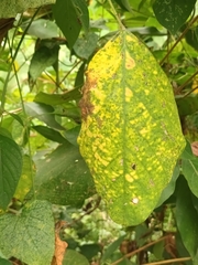 Mucuna pruriens