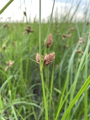 Bolboschoenus robustus