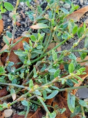 Polygonum aviculare