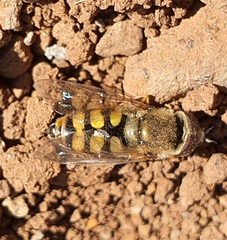 Eupeodes latifasciatus