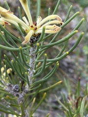 Petrophile recurva