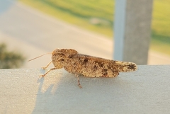 Spharagemon cristatum