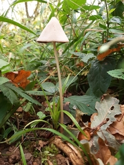 Agaricineae
