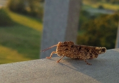 Spharagemon cristatum