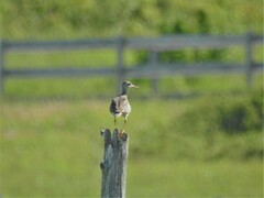 Bartramia longicauda