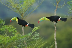 Ramphastos sulfuratus