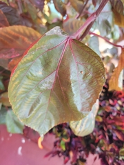 Acalypha wilkesiana