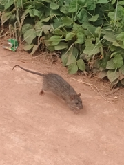Rattus rattus