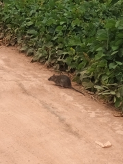 Rattus rattus
