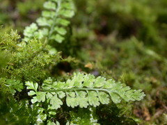 Asplenium tenuicaule