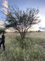 Vachellia farnesiana