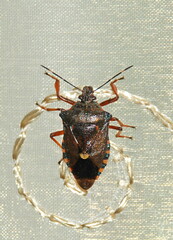 Pinthaeus sanguinipes