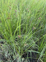 Bolboschoenus robustus