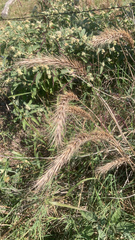 Elymus