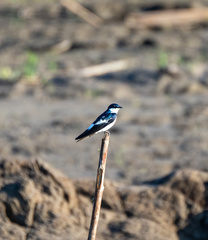 Tachycineta albiventer