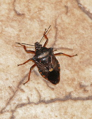 Pinthaeus sanguinipes