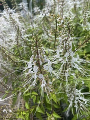 Orthosiphon aristatus