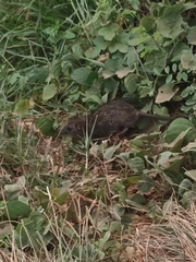 Rattus rattus