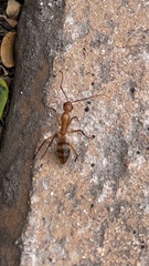 Camponotus conspicuus
