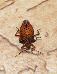 Pinthaeus sanguinipes