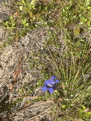 Gentiana autumnalis