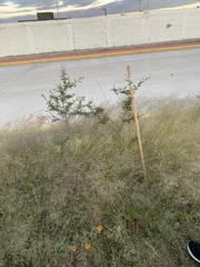 Vachellia schaffneri