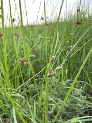 Bolboschoenus robustus