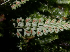 Asplenium tenuicaule