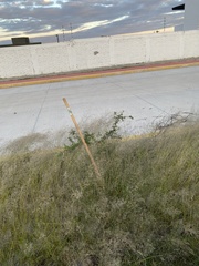 Vachellia schaffneri