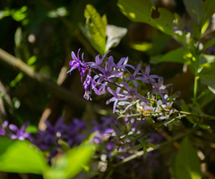 Petrea volubilis