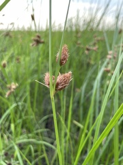 Bolboschoenus robustus