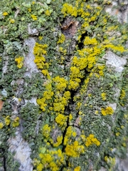 Xanthomendoza